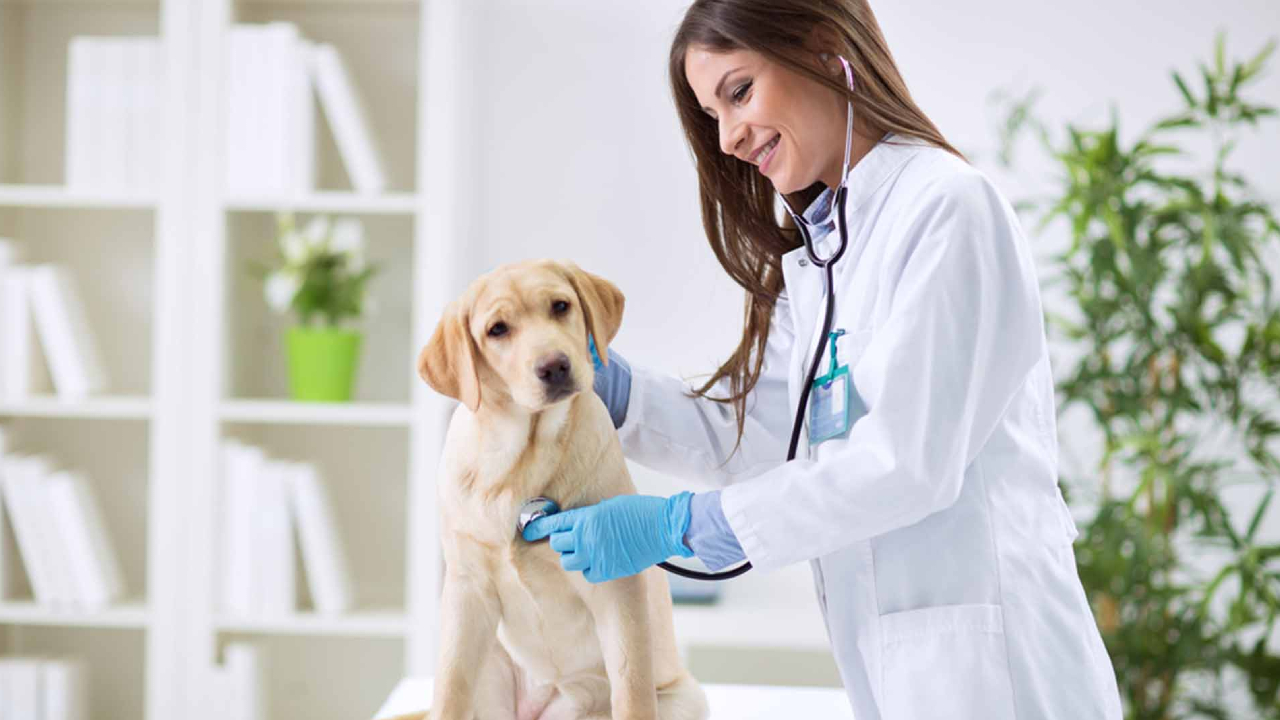 consejos-para-el-cuidado-de-tus-mascotas-bajo-el-encierro 21/04/20