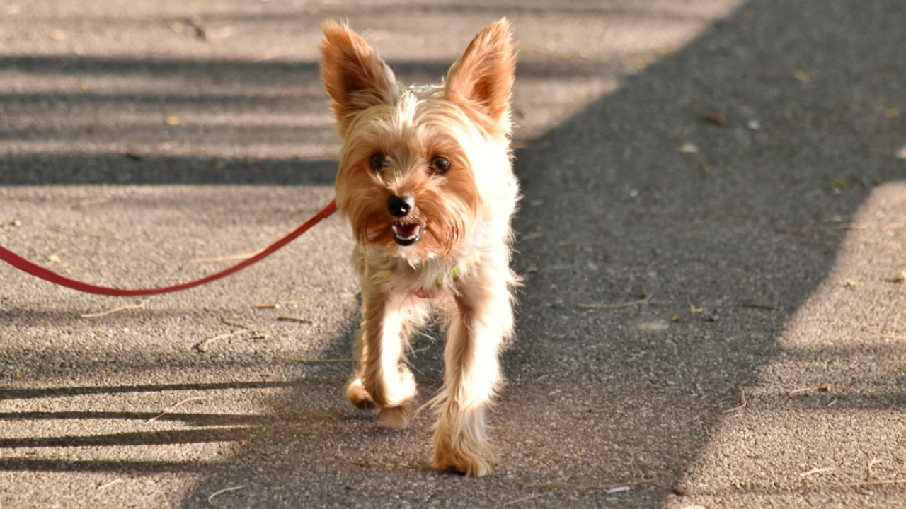 consejos-para-el-cuidado-de-tus-mascotas-bajo-el-encierro 21/04/20