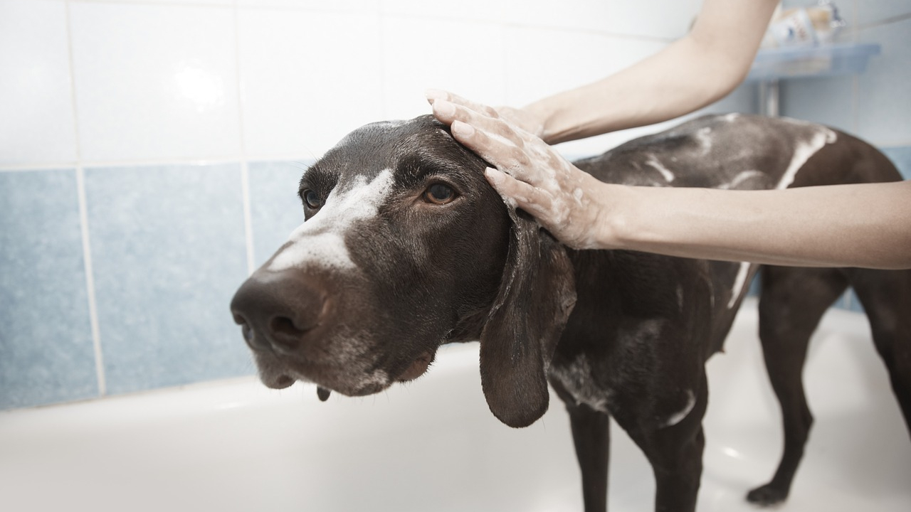 consejos-para-el-cuidado-de-tus-mascotas-bajo-el-encierro 21/04/20