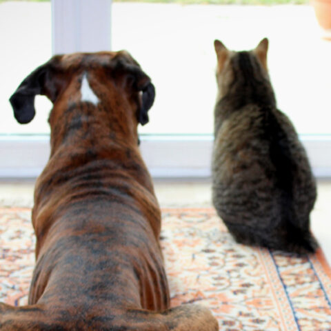 consejos-para-el-cuidado-de-tus-mascotas-bajo-el-encierro 21/04/20