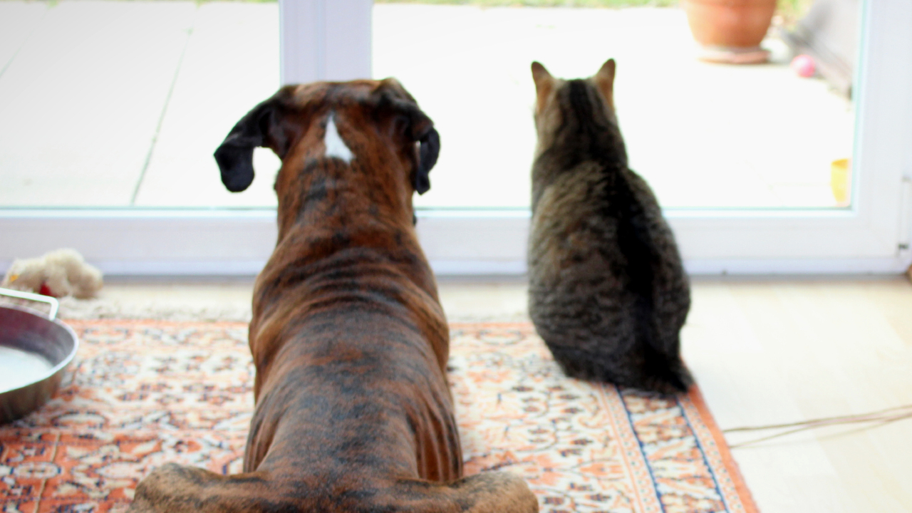 consejos-para-el-cuidado-de-tus-mascotas-bajo-el-encierro 21/04/20