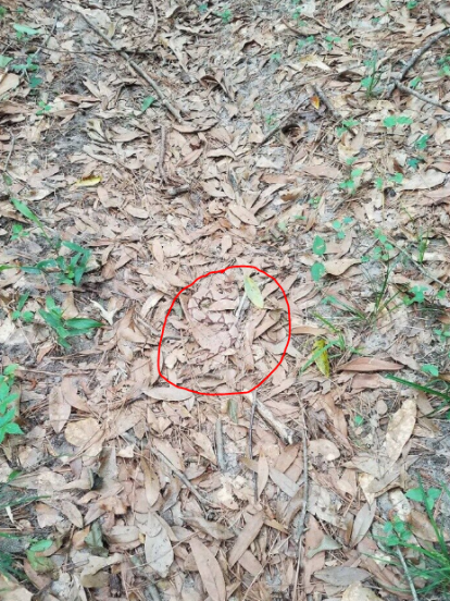 ilusiones ópticas viral internet serpiente 21 de abril 2020