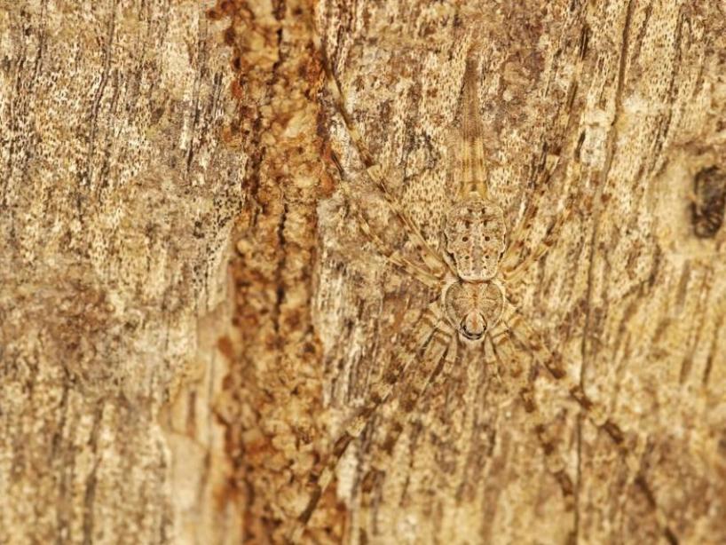 ilusiones ópticas viral internet arbol 21 de abril 2020