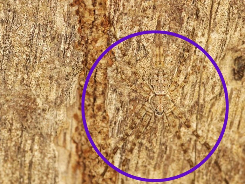 ilusiones ópticas viral internet arbol 21 de abril 2020