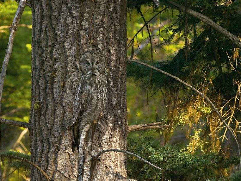 ilusiones ópticas viral internet buho 21 de abril 2020