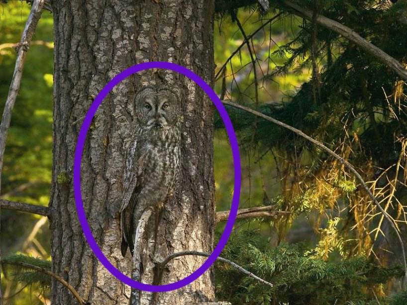 ilusiones ópticas viral internet buho 21 de abril 2020