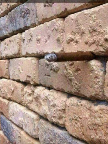 ilusiones ópticas internet pared de ladrillos 21 de abril 2020