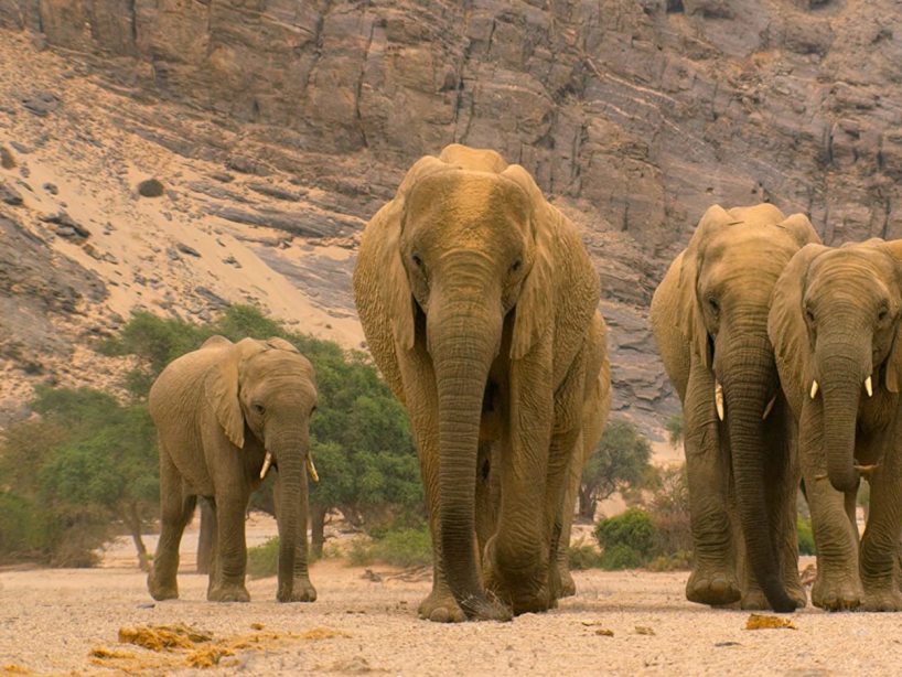 documentales-de-Netflix-our-planet-23-de-abril-2020