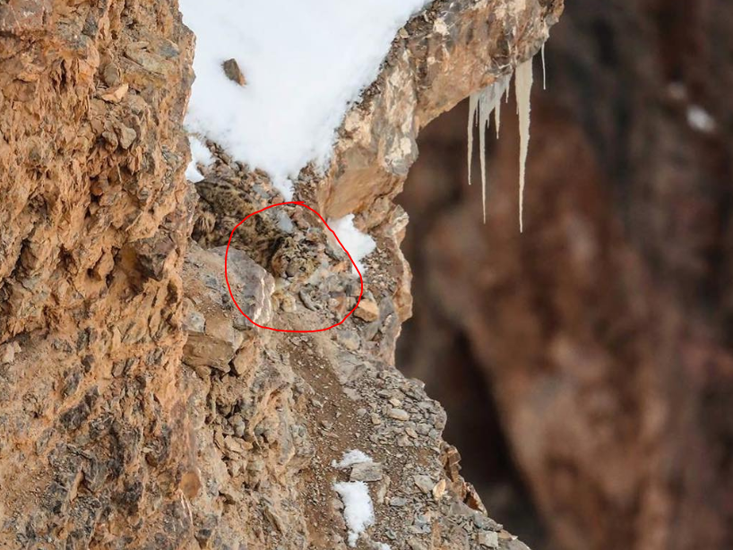 ilusiones ópticas internet leopardo en la nieve 21 de abril 2020