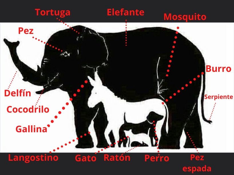 retos-mentales-cuarentena-29-de-abril-2020-elefantes