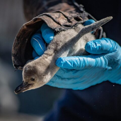 zoologico-pinguinos-8-de-mayo-2020