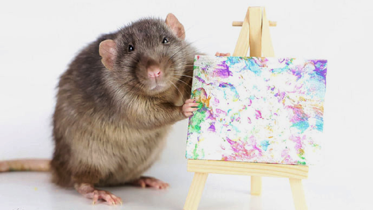 Adorables-ratas-realizan-verdaderas-obras-de-arte-con -pintura-en-lienzo 13/05/20