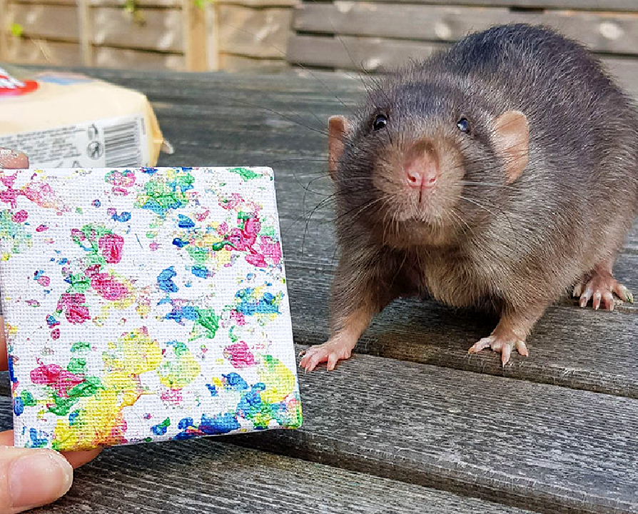 Adorables-ratas-realizan-verdaderas-obras-de-arte-con -pintura-en-lienzo 13/05/20