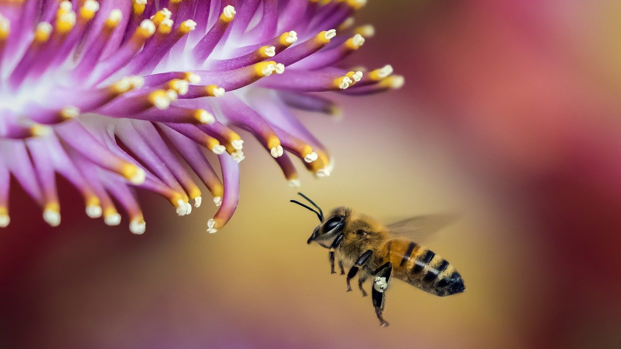 Crea-un-bebedero-para-abejas-y-aprende-de-la-importancia-de-estos-hermosos-animales 20/05/20