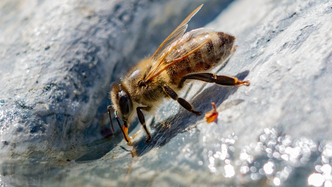 Crea-un-bebedero-para-abejas-y-aprende-de-la-importancia-de-estos-hermosos-animales 20/05/20