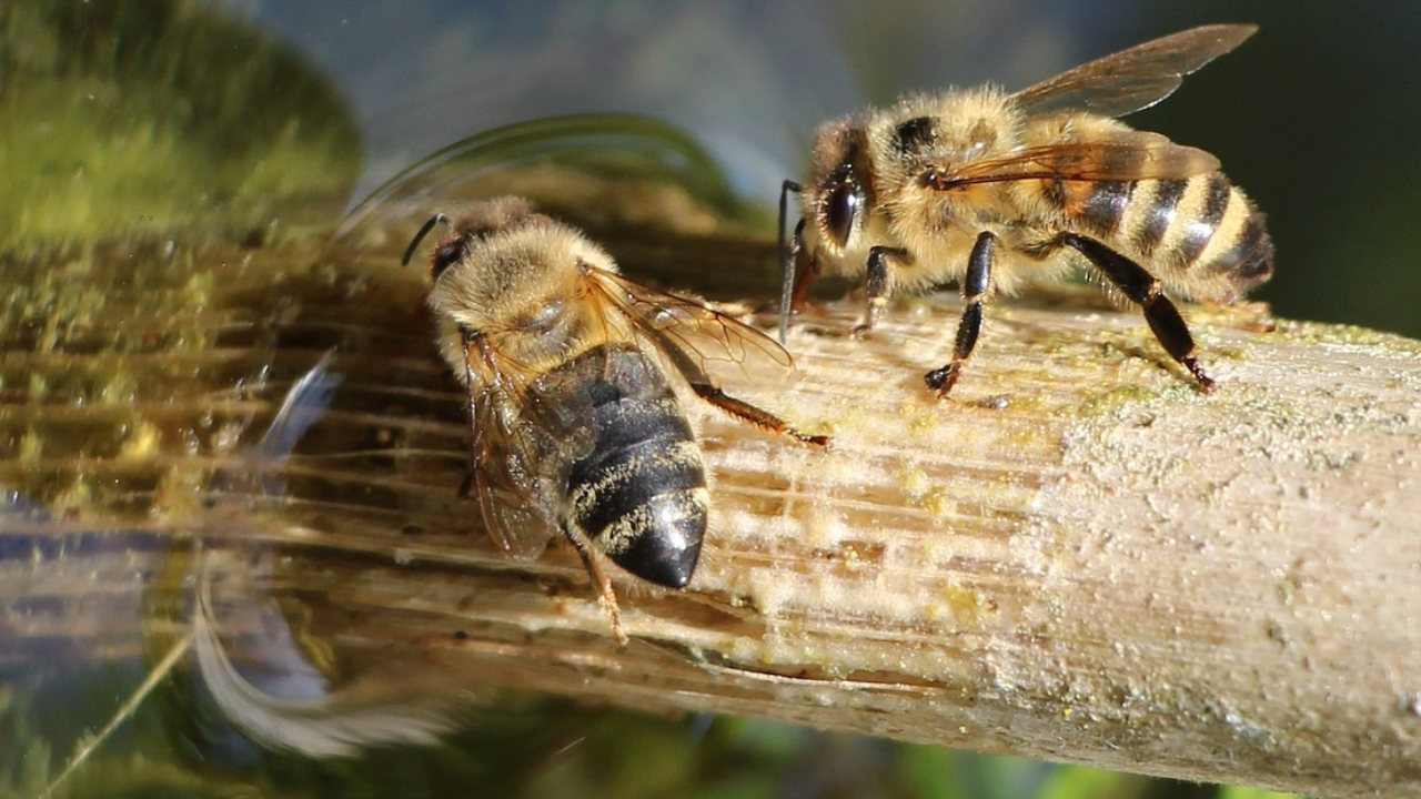 Crea-un-bebedero-para-abejas-y-aprende-de-la-importancia-de-estos-hermosos-animales 20/05/20