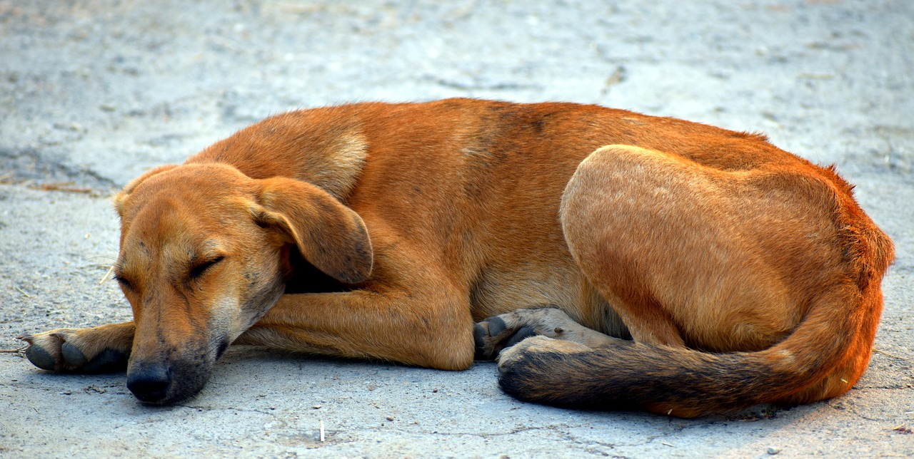 Gente-de-Argentina-cuida-alimenta-perritos-abandonados-por-la-cuarentena 