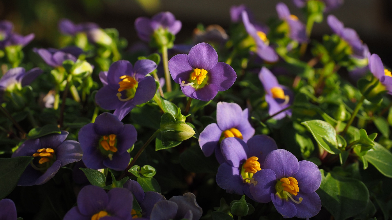 Si-amas-las-plantas-de-interior-estas-especies-con-flores-son-perfectas-para-ti 25/05/20