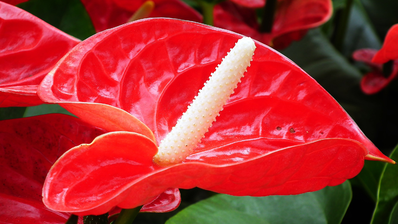 Si-amas-las-plantas-de-interior-estas-especies-con-flores-son-perfectas-para-ti 25/05/20