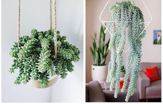 plantas-suculentas-colgantes-casa-12-de-mayo-2020