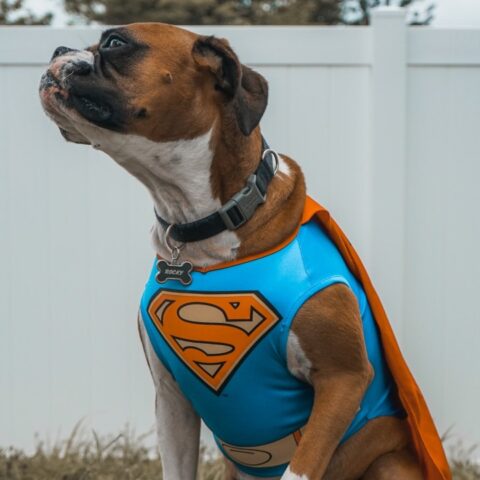 muerte-perro-dolorosa-21-julio-2020