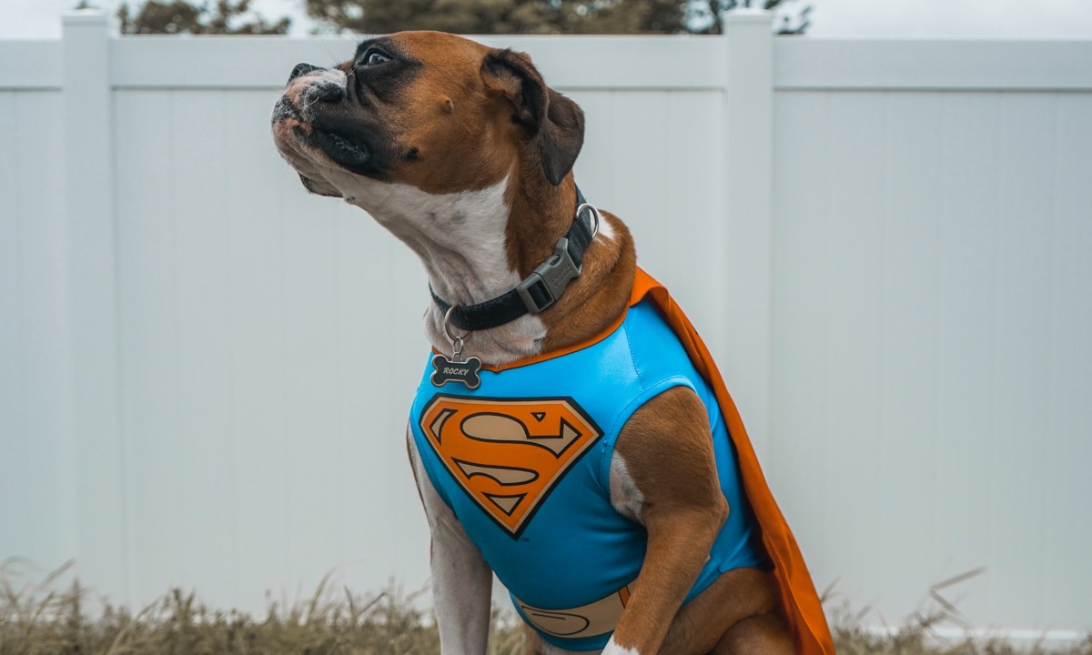 muerte-perro-dolorosa-21-julio-2020