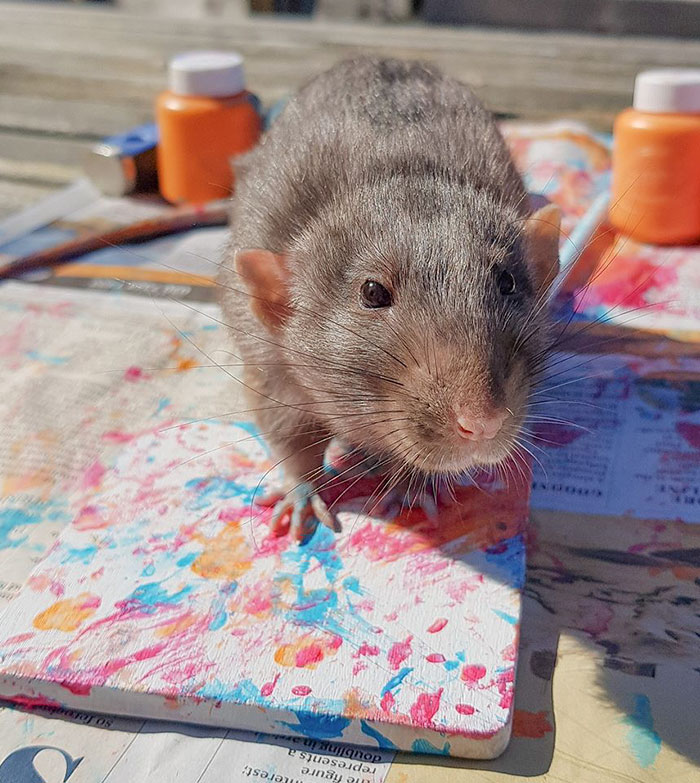 Adorables-ratas-realizan-verdaderas-obras-de-arte-con -pintura-en-lienzo 13/05/20