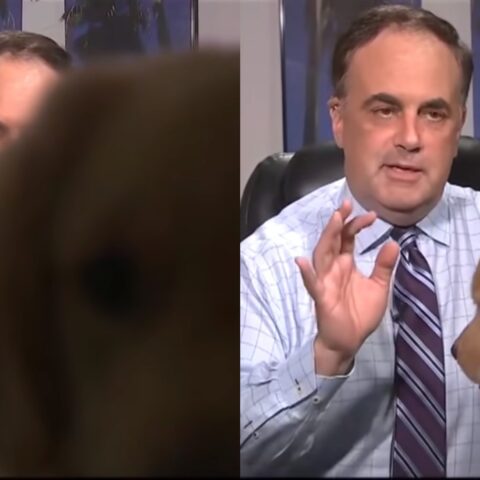 perro-meteorologo-transmision-7-de-mayo-2020