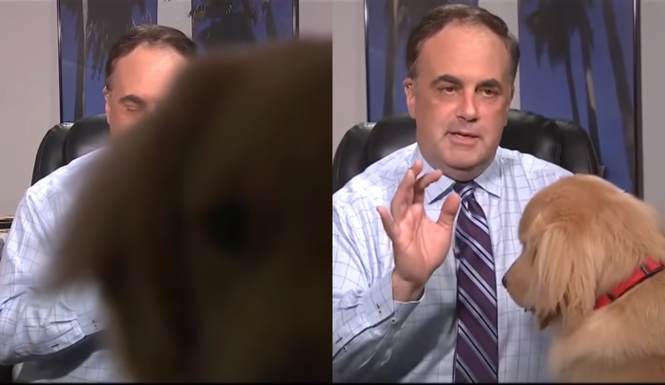 perro-meteorologo-transmision-7-de-mayo-2020