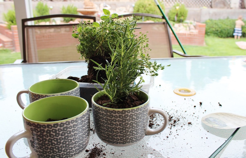 Arma-tu-huerto-Aprende-sembrar-cilantro-y-otras-hierbas 29/05/20