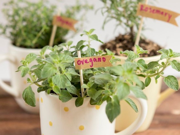 Arma-tu-huerto-Aprende-sembrar-cilantro-y-otras-hierbas 29/05/20