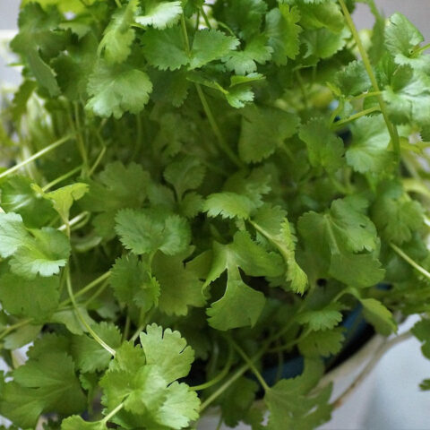 Arma-tu-huerto-Aprende-sembrar-cilantro-y-otras-hierbas 29/05/20