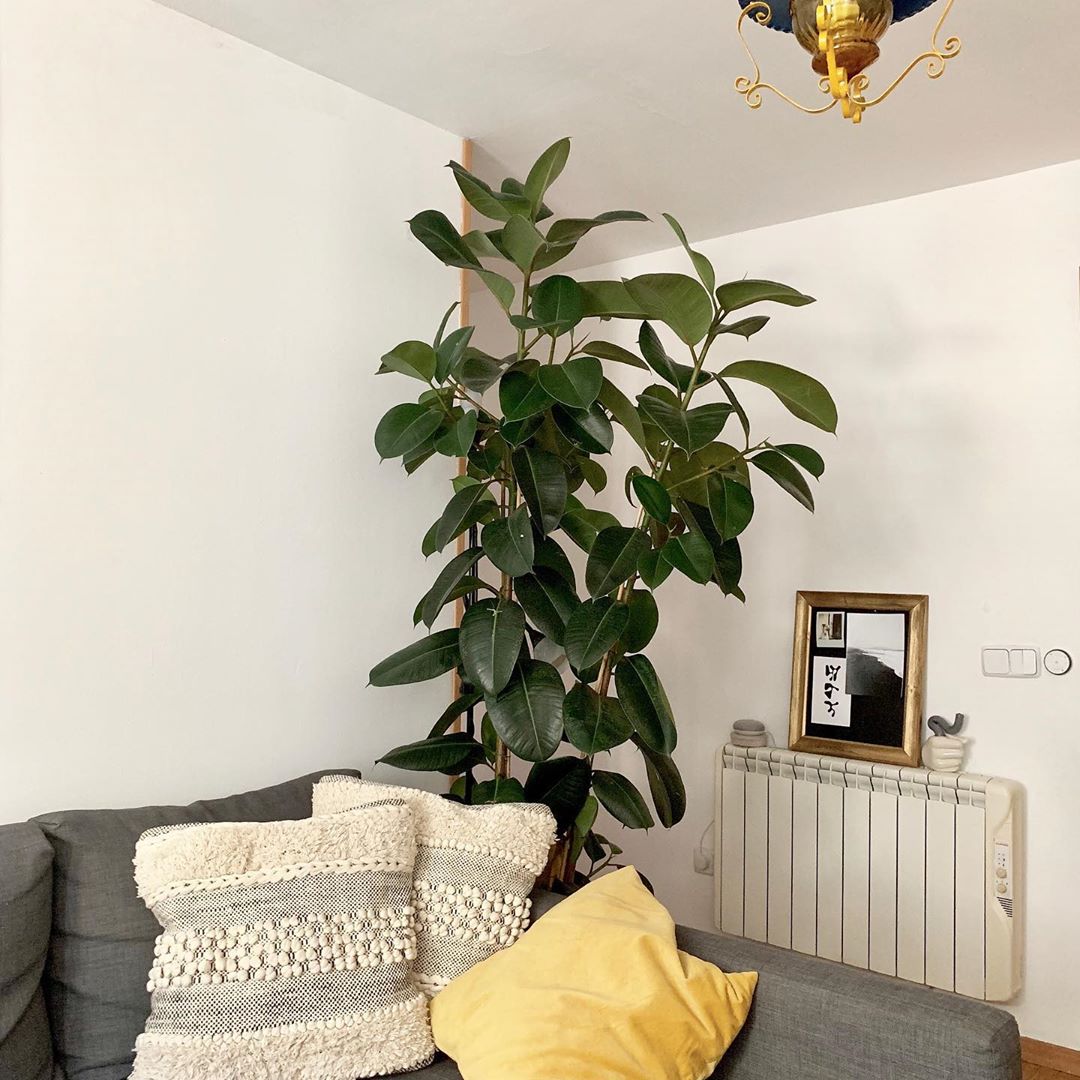 plantas-absorben-calor-casa-arbol-de-caucho-2-de-junio-de-2020