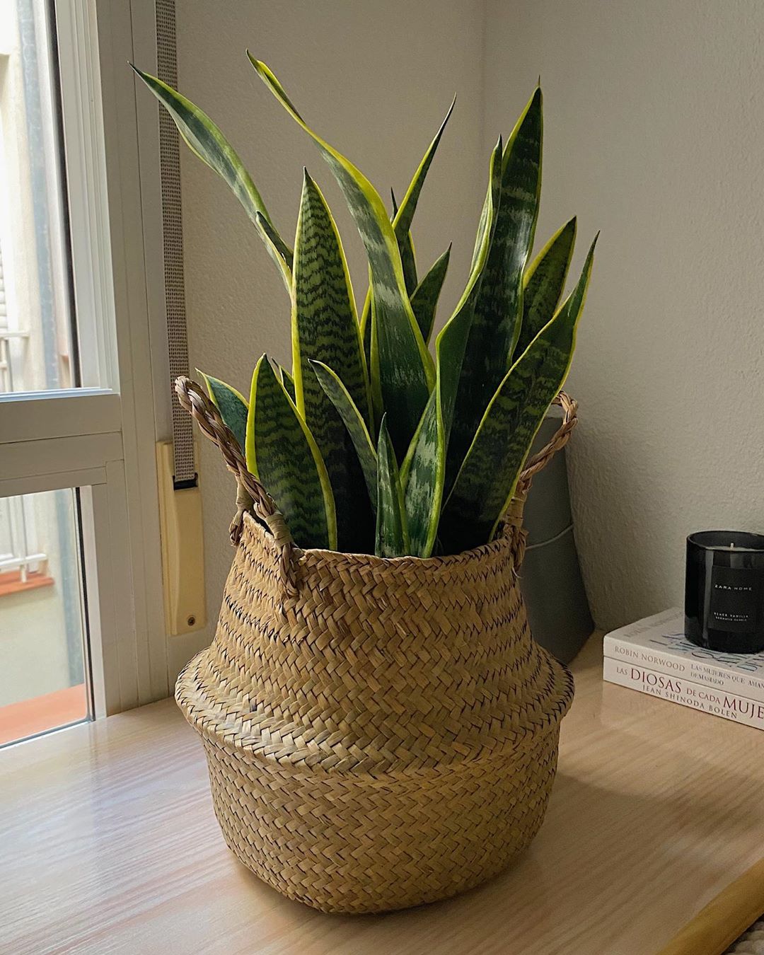 plantas-absorben-calor-casa-lengua-de-tigre-2-de-junio-de-2020