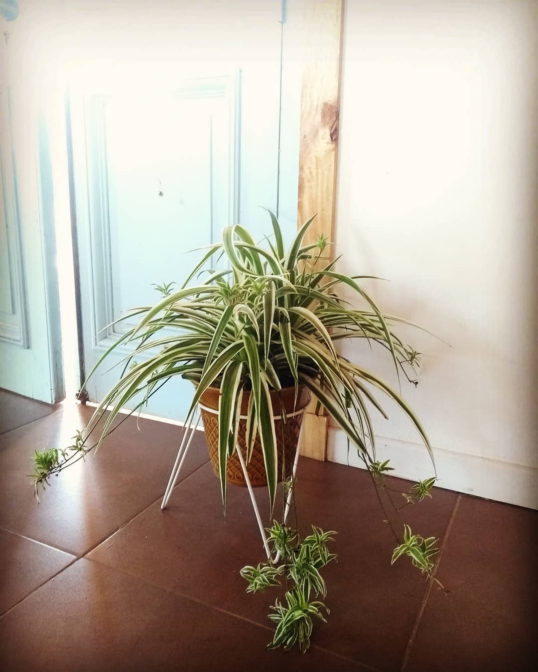 plantas-absorben-calor-casa-lazo-de-amor-2-de-junio-de-2020