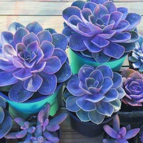 Si-amas-la-suculentas-espera-a-verlas-en-color-morado-Son-hermosas 02/06/20