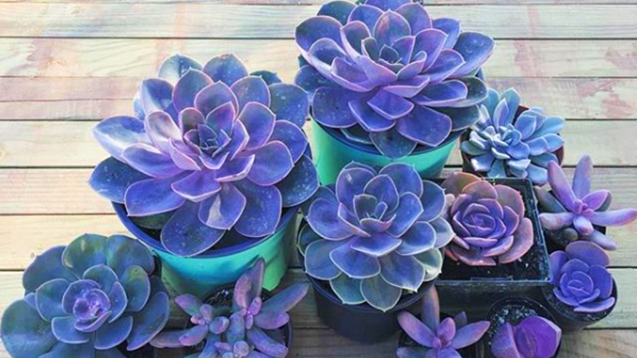 Si-amas-la-suculentas-espera-a-verlas-en-color-morado-Son-hermosas 02/06/20
