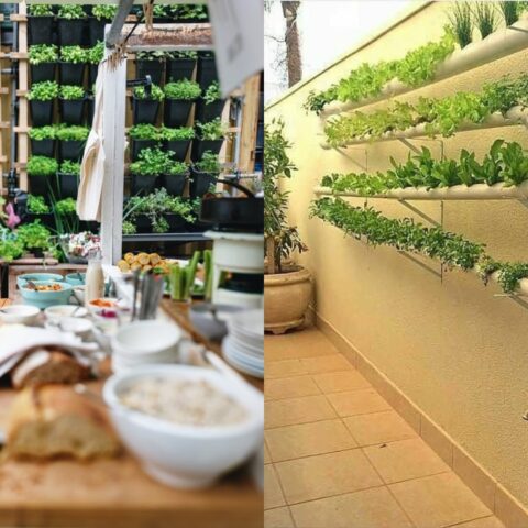 hidroponia-que-es-19-de-junio-2020