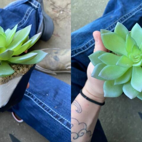 suculenta-planta-plastico-10-de-junio-2020