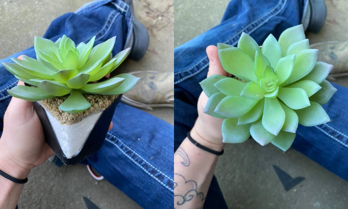 suculenta-planta-plastico-10-de-junio-2020