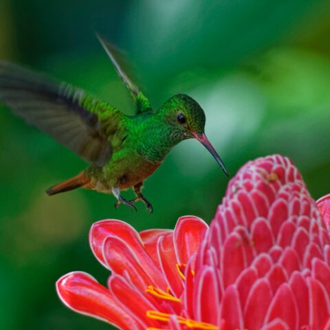 colibri-alma-ser-querido-10-de-junio-2020