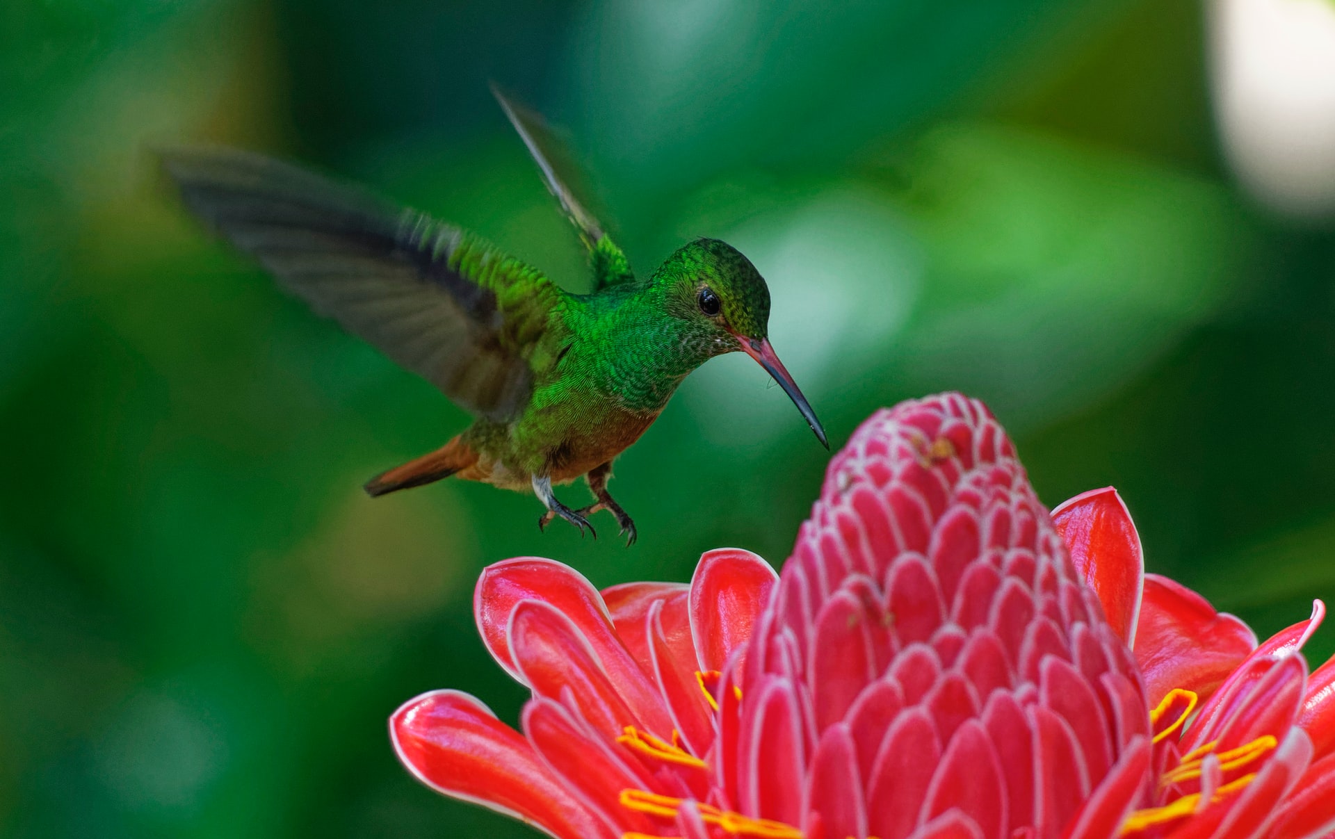 colibri-alma-ser-querido-10-de-junio-2020