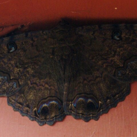mariposas negras