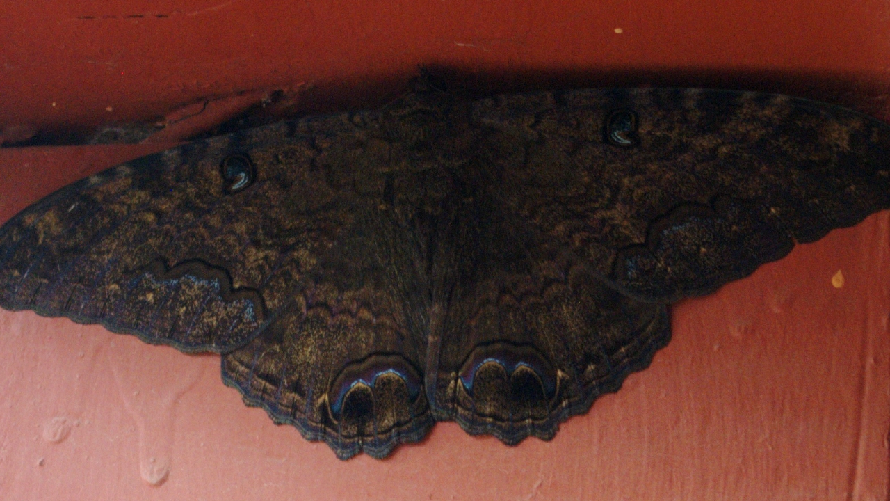 mariposas negras