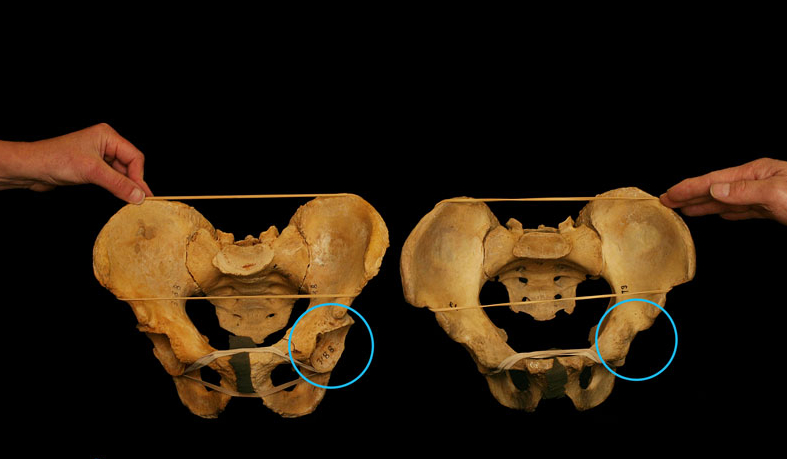 Las-sentadillas-correctas_-no-existen-cada-quien-debe-hacerlas-diferentes 23/07/20