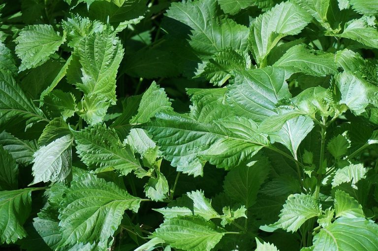 Plantitas-perfectas-para-cultivar-en-agua-que-además-lucirán-preciosas-en-tu-casa 17/07/20