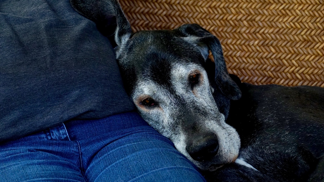 Su tu perro ya esta viejito, es MUY importante que le enseñes nuevos trucos 29/97/20