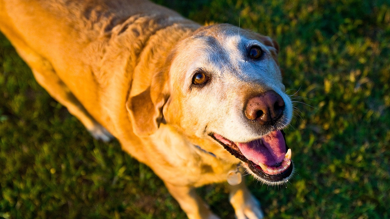 Su tu perro ya esta viejito, es MUY importante que le enseñes nuevos trucos 29/97/20