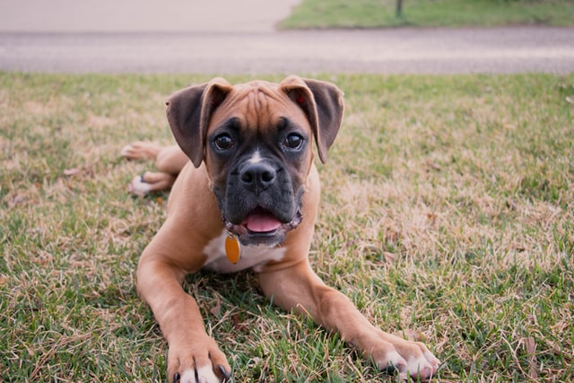 enfermedades-perros-boxer-10-de-julio-2020