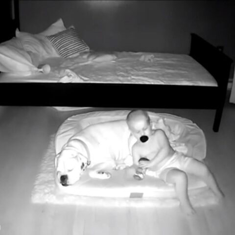 Un bebé se escapa de su cama para ir a dormir con su perro y lo captan en video